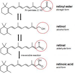 formas químicas de vitamina A: retinol, retinal y ácido retinoico
