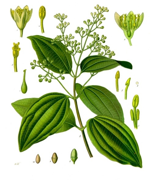 Una rama de canelo (Cinnamomum verum) en floración.